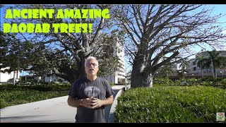 African Baobab trees growing in Hollywood Florida  Ancient Trees  Florida History [upl. by Oakes757]