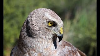 Falconry Hunting with Harriers [upl. by Eveleen]