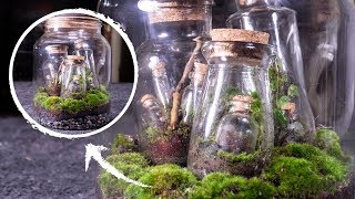 Putting Terrariums in a Terrariums Terrarium Terraception [upl. by Kaazi]