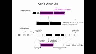 Gene Structure [upl. by Nimzay]