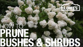 How to Prune Trim amp Shape Your Bushes amp Shrubs [upl. by Malorie]