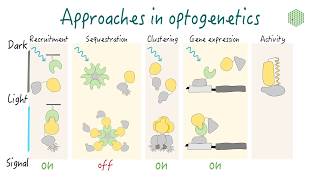 Optogenetics Principles and approaches [upl. by Amehsyt]