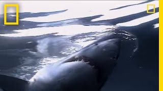 Great White Sharks  National Geographic [upl. by Eizeerb123]