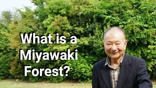 Miyawaki Method of Plantation I Afforestation I Akira Miyawaki I Man Made Forest I urban forest [upl. by Hendon]