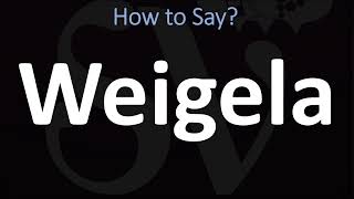 How to Pronounce Weigela CORRECTLY [upl. by Lezlie837]