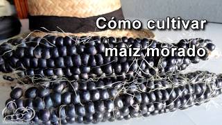 Cómo sembrar y cultivar maíz morado How to Plant Corn Seeds [upl. by Heman61]