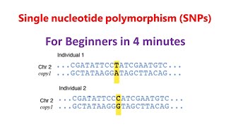 Single nucleotide polymorphism  SNPs  SNPs for beginners [upl. by Htebazie]