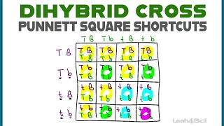 Dihybrid Cross Punnett Squares  MCAT Shortcut Mendelian Genetics Part 2 [upl. by Tneciv887]