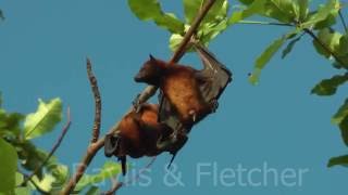 Island Flying Foxes P hypomelanus Malaysia 20160222082900m2ts [upl. by Nicki809]