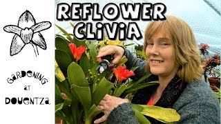 Reflowering the Clivia amp Basic Care [upl. by Ichabod]