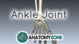 Ankle Joint  3D Anatomy Tutorial [upl. by Midge]