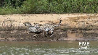 Careless Capybara gets Caught by Jaguar [upl. by Anitsrik827]