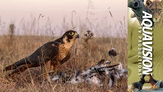 Peregrine Falcon Hunting 🦅  Falconeering [upl. by Jacquetta]