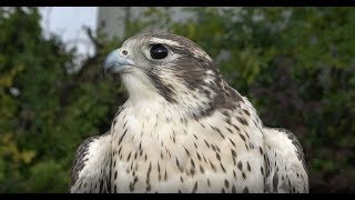 Falconry Introduction to Prairie Falcons [upl. by Yerggoeg]