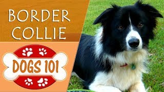 Dogs 101  BORDER COLLIE  Top Dog Facts About the BORDER COLLIE [upl. by Hose]