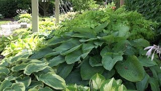 Hostas in Shade Gardens [upl. by Shawnee]