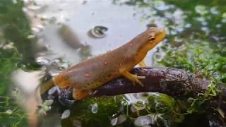 Eastern Newt Care Guide Part 1 [upl. by Eannaj924]