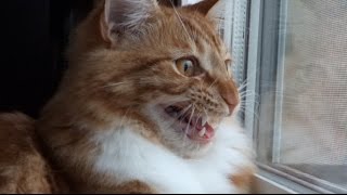 Maine Coon Cat INSANE Chattering amp Chirping [upl. by Annora]