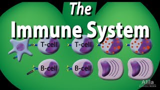 The Immune System Overview Animation [upl. by Deni649]