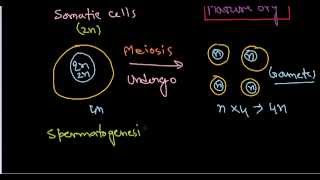 Gametogenesis  CBSE Biology class 12  NCERT Biology [upl. by Revilo209]