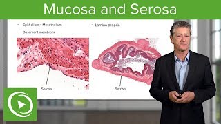 Mucosa and Serosa – Histology  Lecturio [upl. by Puduns]