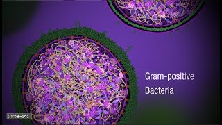 Penicillin and Antibiotic Resistance from PDB101 [upl. by Maclaine]