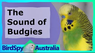 3 Hours of Budgies Chirping and Singing  BirdSpyAus [upl. by Mercedes897]