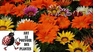 Conseils jardinage Gazania semis culture entretien hivernage Plante annuelle [upl. by Eniamrahc]