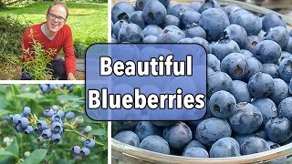 Growing Blueberries From Planting to Harvest [upl. by Eilyah45]