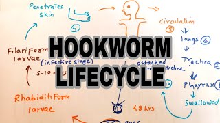 Hookworm infection  Lifecycle of hookworm  easy explaination [upl. by Arret]