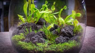 The Venus Fly Trap Terrarium [upl. by Andrea]