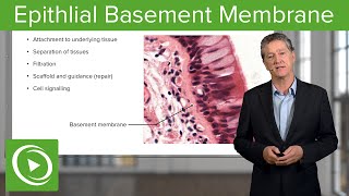 Epithlial Basement Membrane – Histology  Lecturio [upl. by Swerdna201]