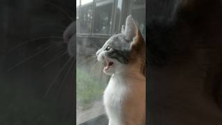 Kitten Chattering at Birds [upl. by Clay65]