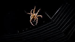 Spider Web Building Timelapse  BBC Earth [upl. by Langille764]