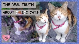 THE REAL TRUTH ABOUT CALICO CATS [upl. by Akinek]