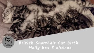 British Shorthair Cat birth  Molly has 8 kittens  Katzengeburt [upl. by Balkin]