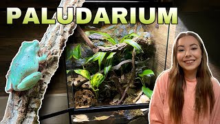 INCREDIBLE Tree Frog Paludarium Set Up [upl. by Orford]