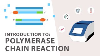 1 PCR Polymerase Chain Reaction Tutorial  An Introduction [upl. by Rriocard15]