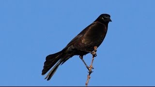 Common Grackle Flock Leader Call [upl. by Eidaj]