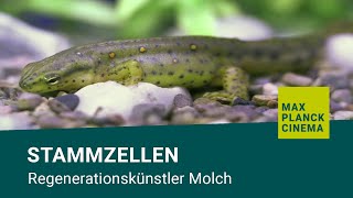 Stammzellen  Regenerationskünstler Molch [upl. by Meier]