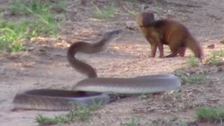 Brave Mongoose Tackles Lethal Black Mamba Snake [upl. by Chemarin646]