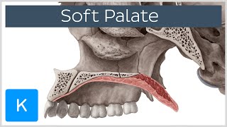 Soft palate Muscles Function amp Definition  Human Anatomy  Kenhub [upl. by Whitney]