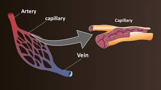 Network of Blood Vessels  Arteries Veins amp Capillaries [upl. by Artemis370]