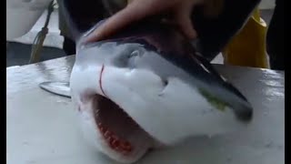 Tagging Blue Sharks  Sharks  BBC Earth [upl. by Esch652]