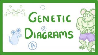 GCSE Biology  Genetic Diagrams 73 [upl. by Hnad]