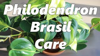 Philodendron Brasil Care [upl. by Eeleimaj]