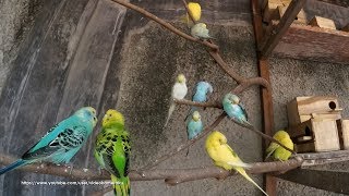 4 Hour Budgie Sounds Noisy In Their Aviary  August102019 [upl. by Anidem]