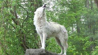 What 30 Wolves Howling Sounds Like [upl. by Deanne]