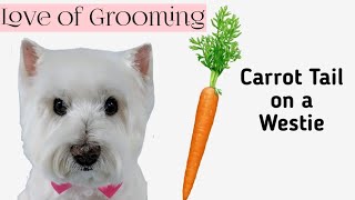 Grooming a Carrot Style Tail on a West Highland Terriers [upl. by Potter]