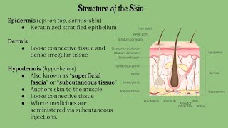 Integumentary System Lecture CHAPTER 5 [upl. by Onateag389]